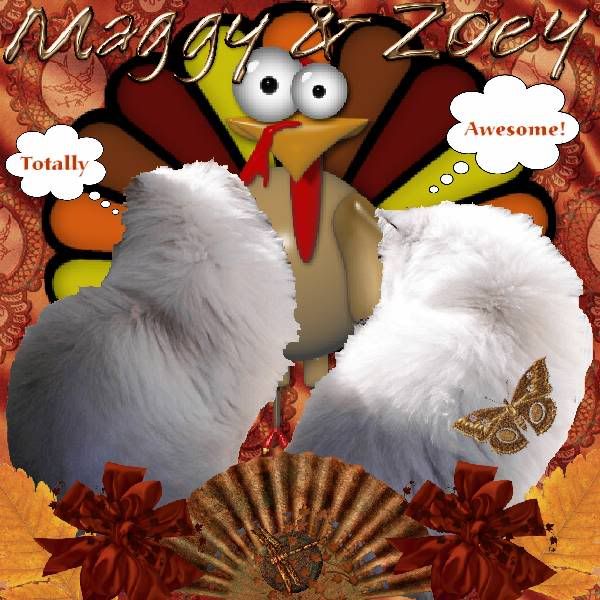 Himalayan Cat,Long Haired Cat,Talking Turkey