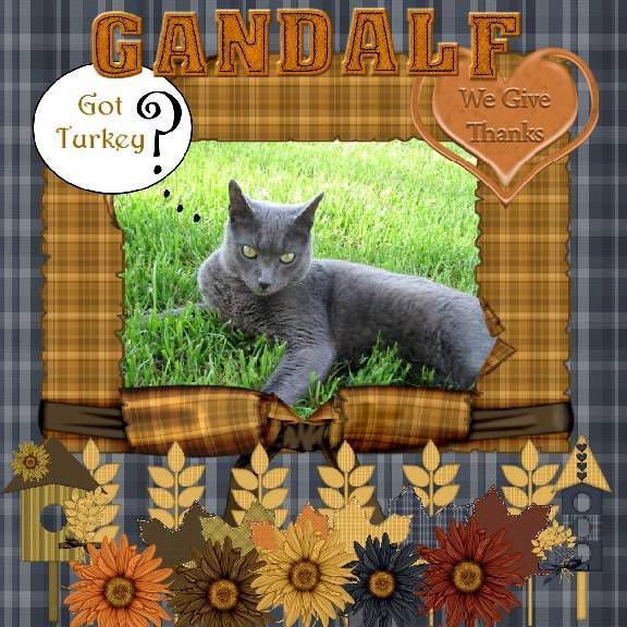House Panther,Russian Blue,Talking Turkey