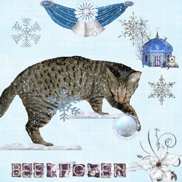 Tabby Cat,Domestic Cat,Catblogosphere Cats,Winter