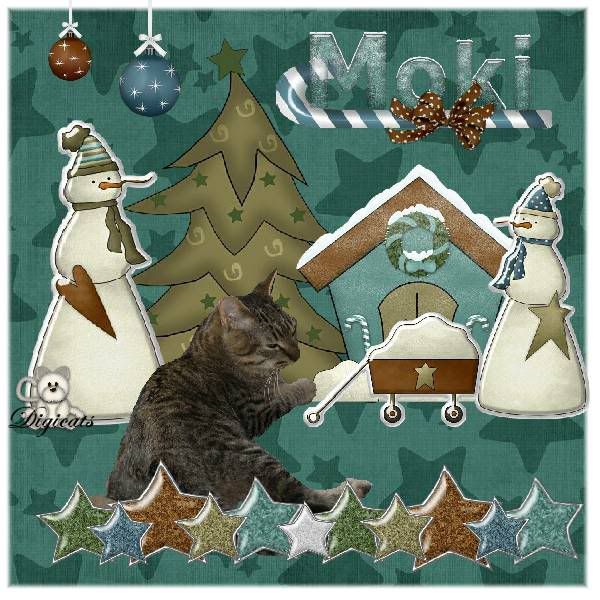 Tabby Cat,Domestic Cat,Catblogosphere Cats,Winter