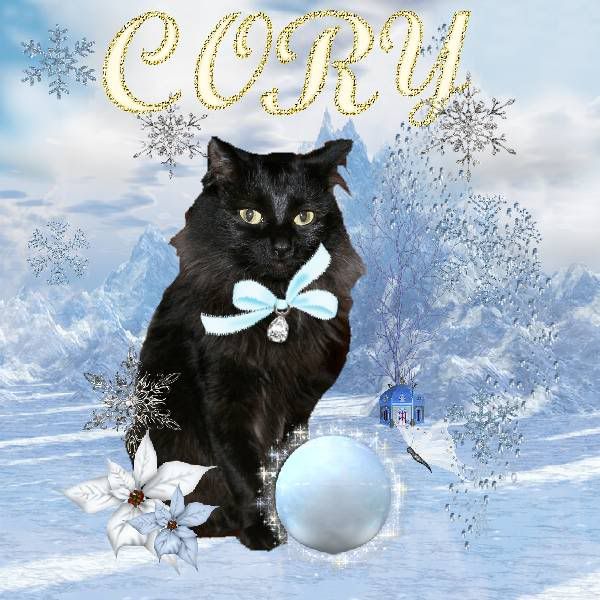 House Panther,Black Cat,Domestic Cat,Snow,Snowcats Project,Winter,Holiday Glitter