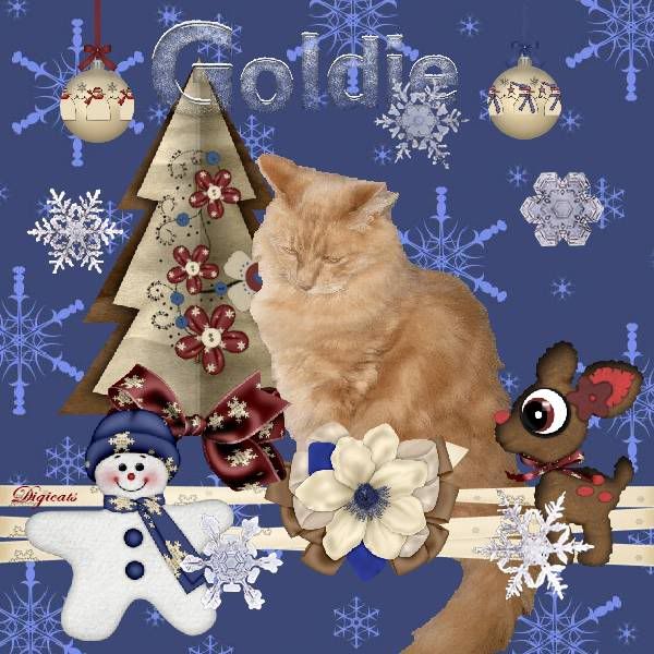 Snowcats Project,Ginger Cat,Domestic Cat,Winter,Snowman,Holiday Glitter