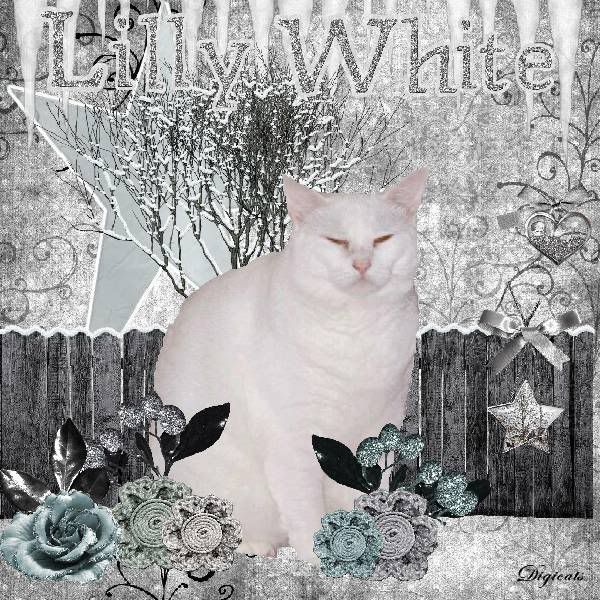 Snowcats Project,Domestic Cat,Winter,Snow,Holiday Glitter,Happy Holidays