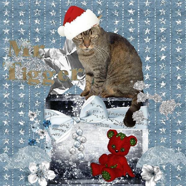 Tabby Cat,Domestic Cat,Snowcats Project,Holiday Glitter,Happy Holidays,Winter
