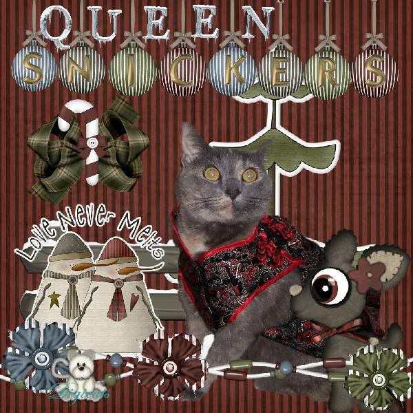 Torti Cat,Domestic Cat,Snowcats Project,Winter,Happy Holidays,Holiday Glitter