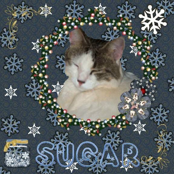 Domestic Cat,Bi-Colored Cat,Winter,Snowcats Project,Happy Holidays,Holiday Glitter