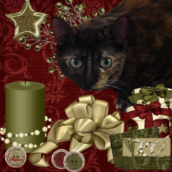 Holly Daze,Torti Cat,Domestic Cat,Happy Holidays,Holiday Glitter