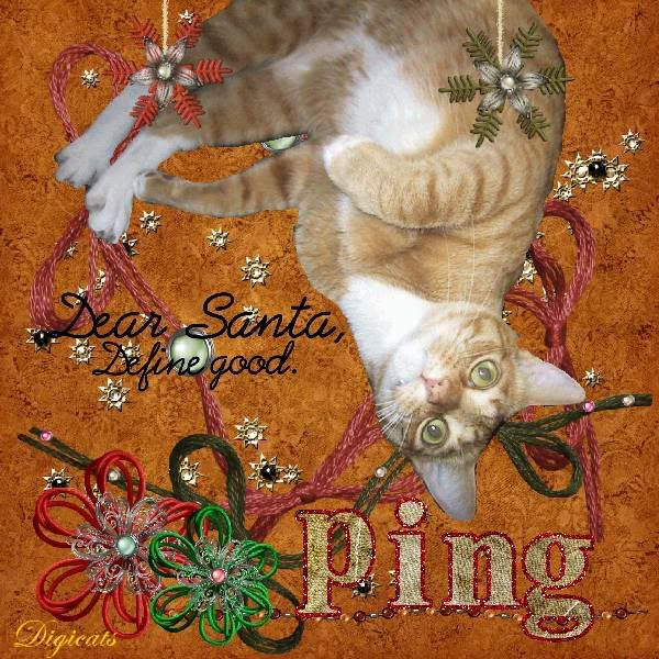 Holly Daze,Ginger Cat,Tabby Cat,Domestic Cat,Holiday Glitter,Happy Holidays