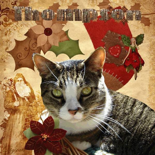Holly Daze,Tabby Cat,Domestic Cat,Happy Holidays
