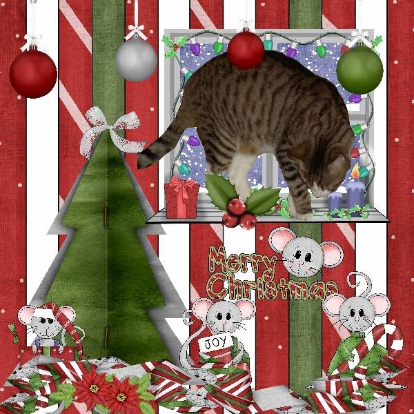 Christmas,Sir Tristan,Tabby Cat,Domestic Cat