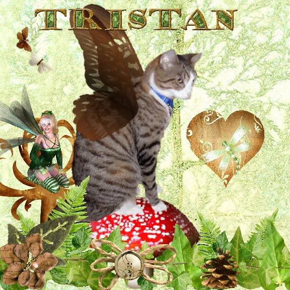 Fairies,Fantasy,Sir Tristan,Tabby Cat,Domestic Cat