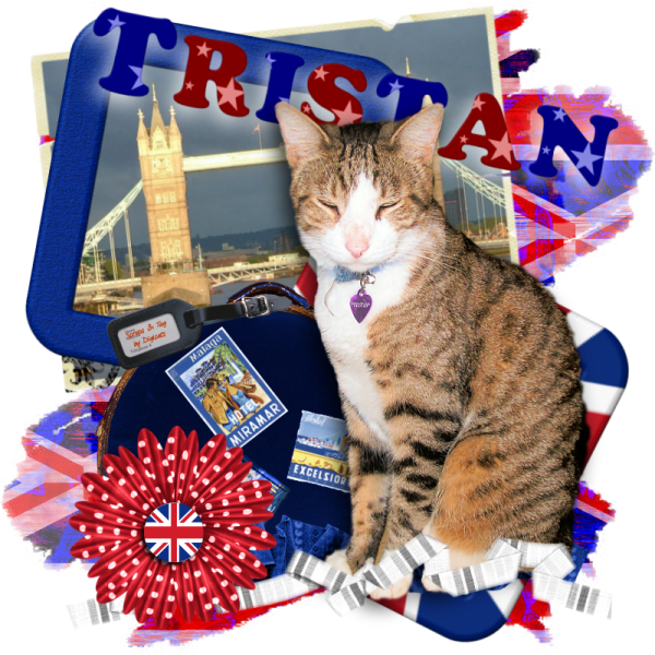 Domestic Cat,Tabby Cat,Sir Tristan,London
