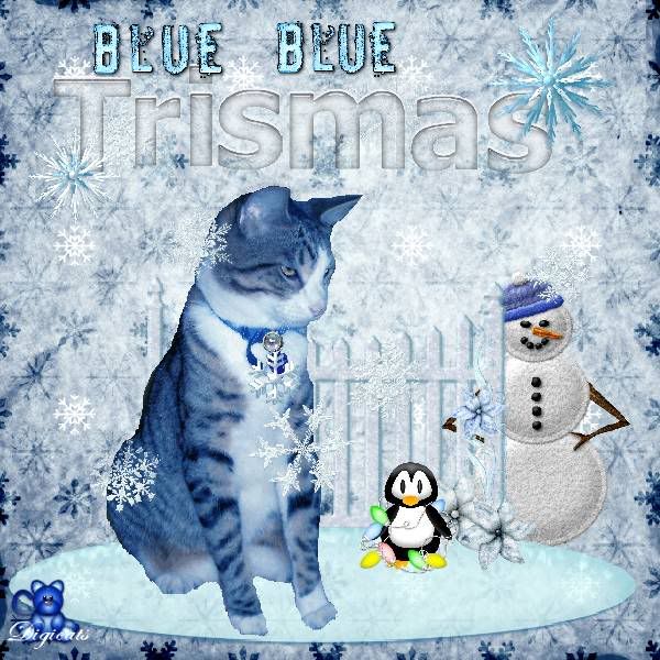 Sir Tristan,Tabby Cat,Domestic Cat,Winter