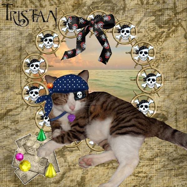Pirate,Tabby Cat,Domestic Cat,Sir Tristan,Cats at the Beach