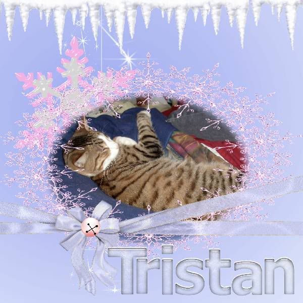 Sir Tristan,Tabby Cat,Domestic Cat,Winter,Happy Holidays