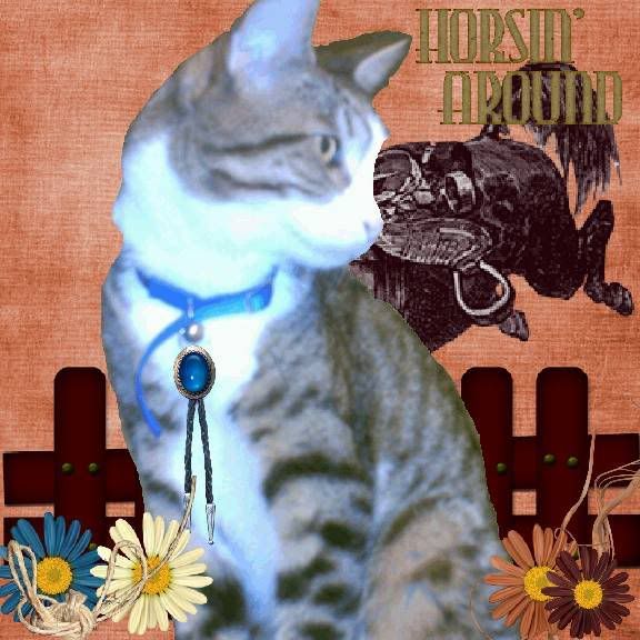 tabby cat,Cowboy