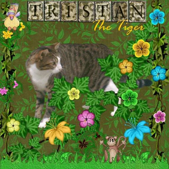 Tabby Cat,Sir Tristan,Domestic Cat,Jungle Love