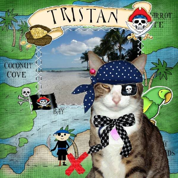 Sir Tristan,Tabby Cat,Domestic Cat,Pirate