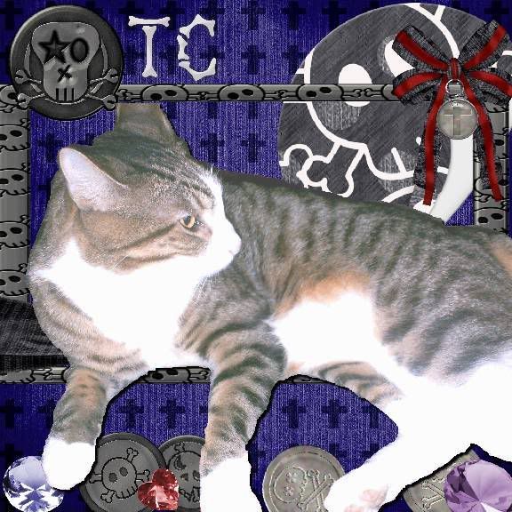 tabby cat