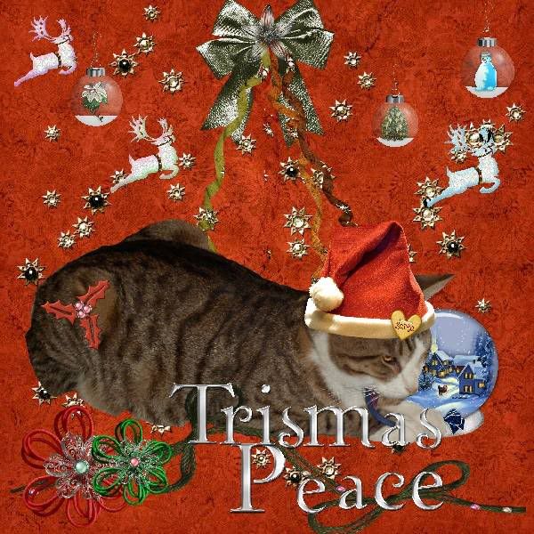 Christmas,Tabby Cat,Domestic Cat,Sir Tristan