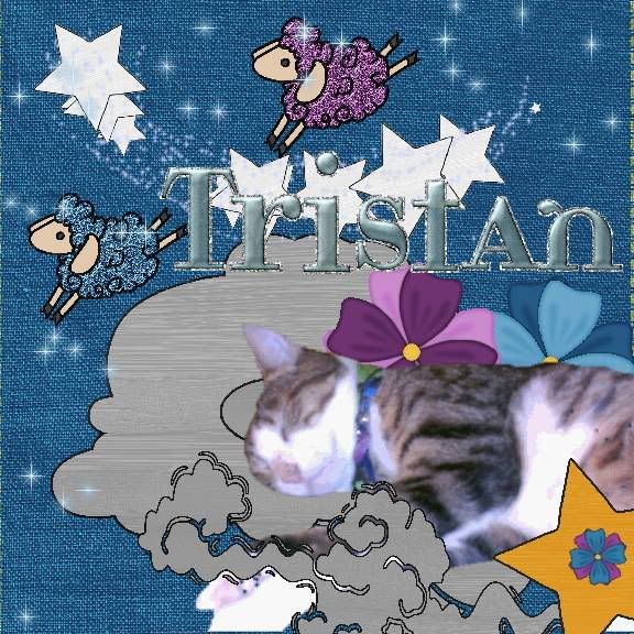 tabby cat