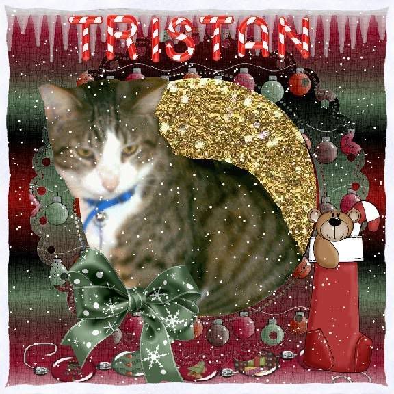 Christmas,tabby cat
