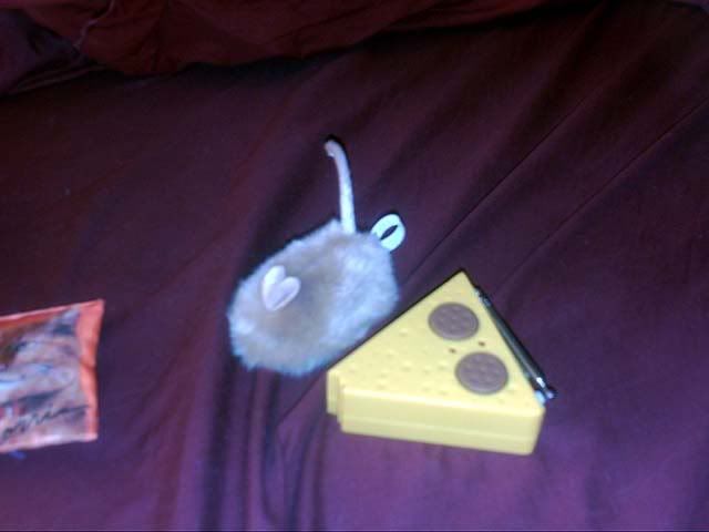 Cat toy