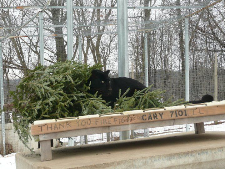 From Wisconsin Big Cat Rescue