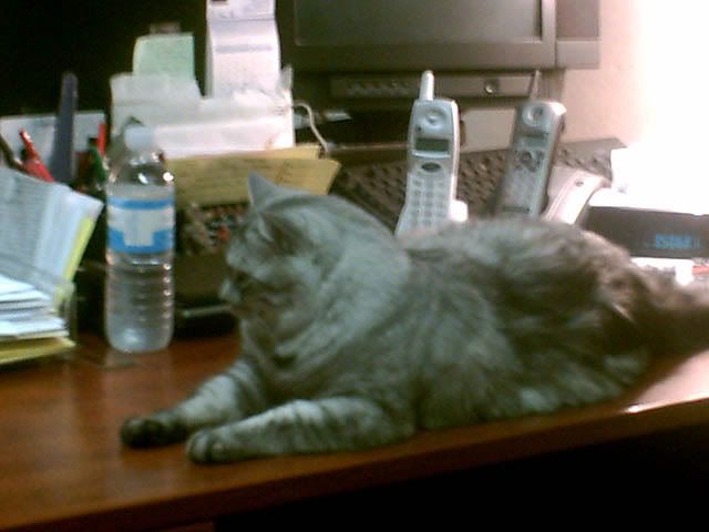 Stinky Rental Kitty