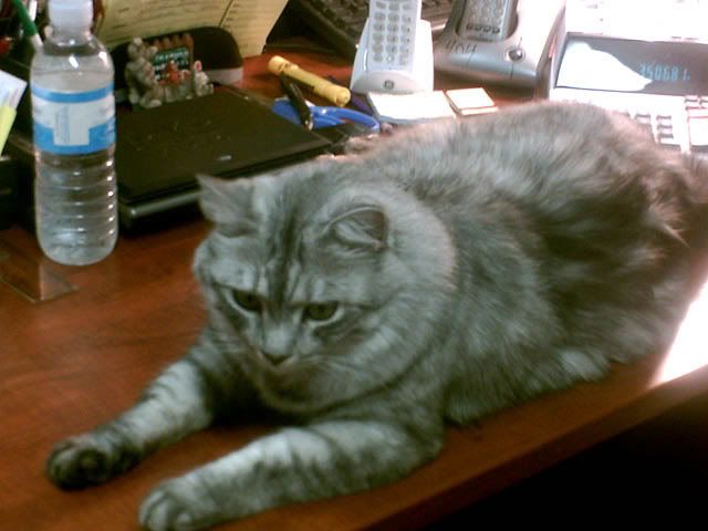 Stinky Rental Kitty