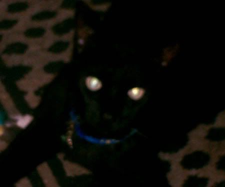 Headlamp Kitty