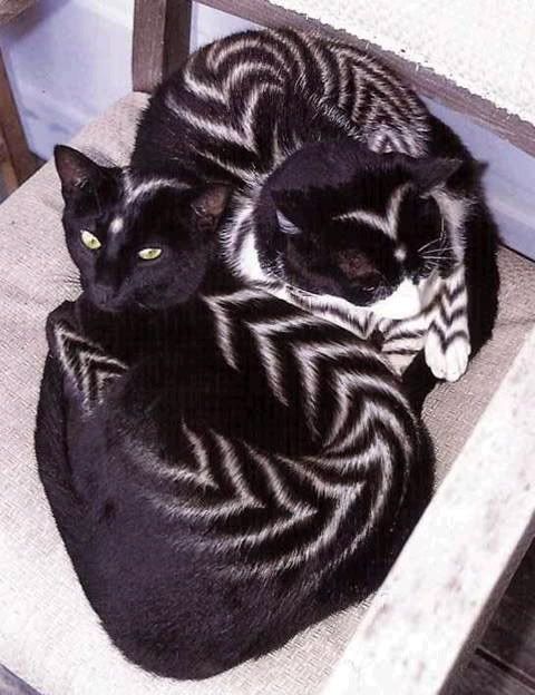 Black & White Babies