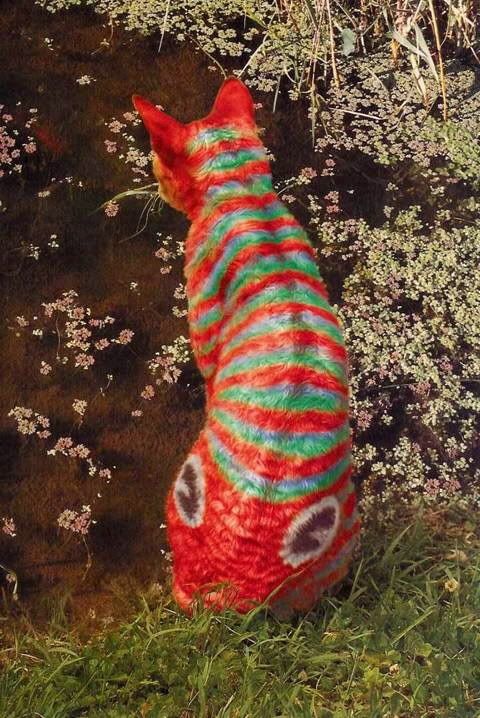 Fish Kitty