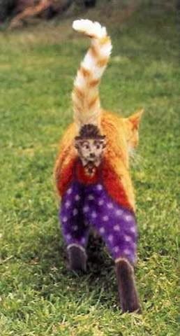 Clown Kitty