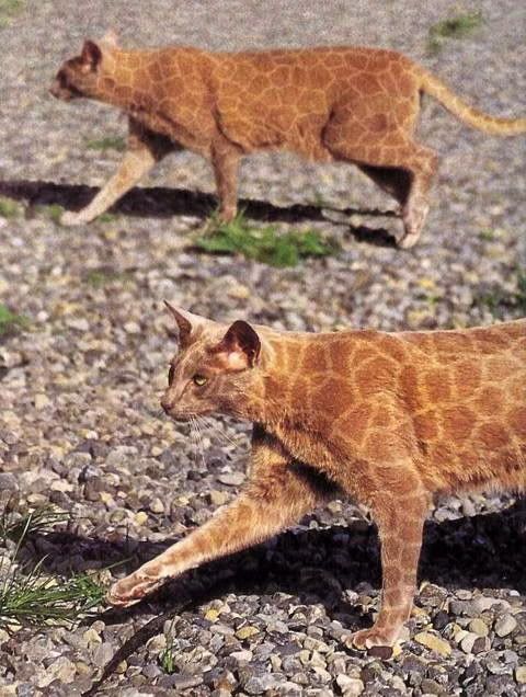 Domestic Wild Kitties