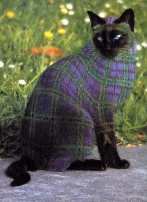 Scottish Cats