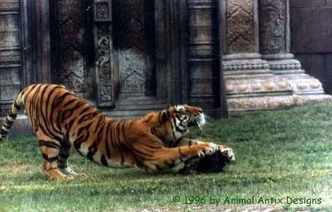 playfull tiger