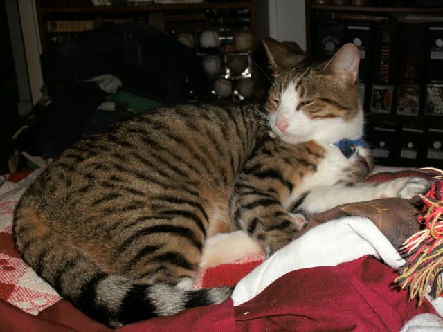 Sir Tristan,Tabby Cat,Domestic Cat