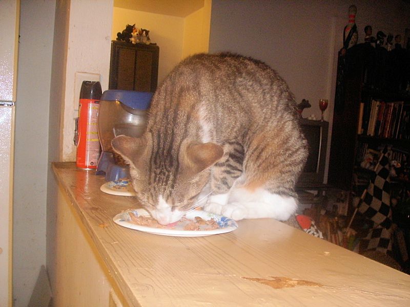 Well, obviously he's gonna eat that!