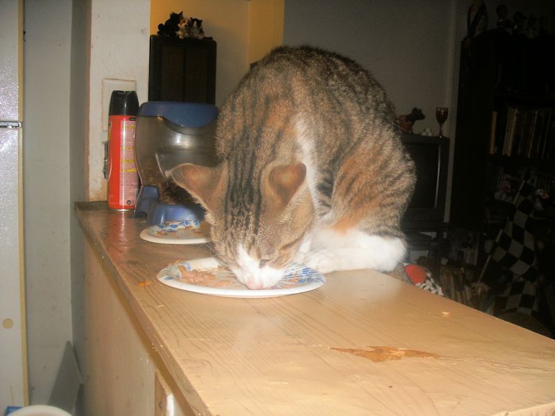 Well, obviously he's gonna eat that!