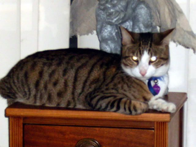 Tabby Cat,Domestic Cat,Sir Tristan