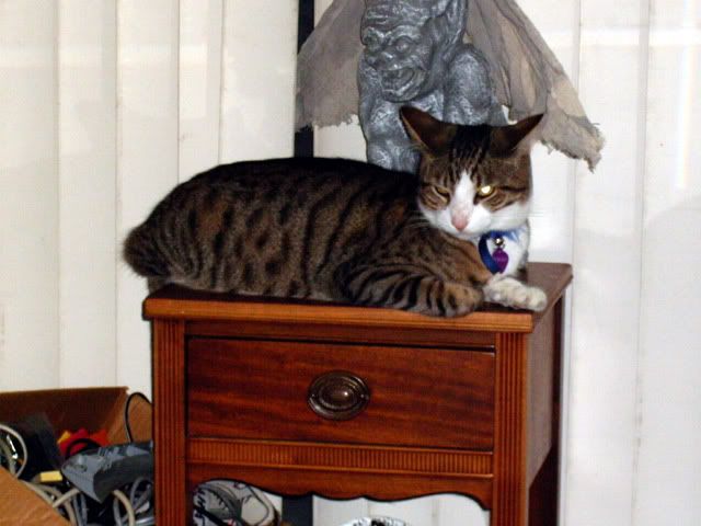 Tabby Cat,Domestic Cat,Sir Tristan
