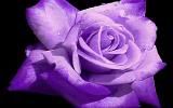 [Image: rose-purple.jpg]