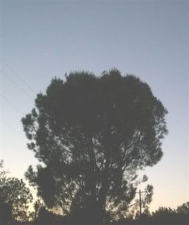 Blackbirds tree