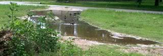 Blackbirds Bath