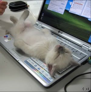 Laptop Coma Cat Pictures, Images and Photos