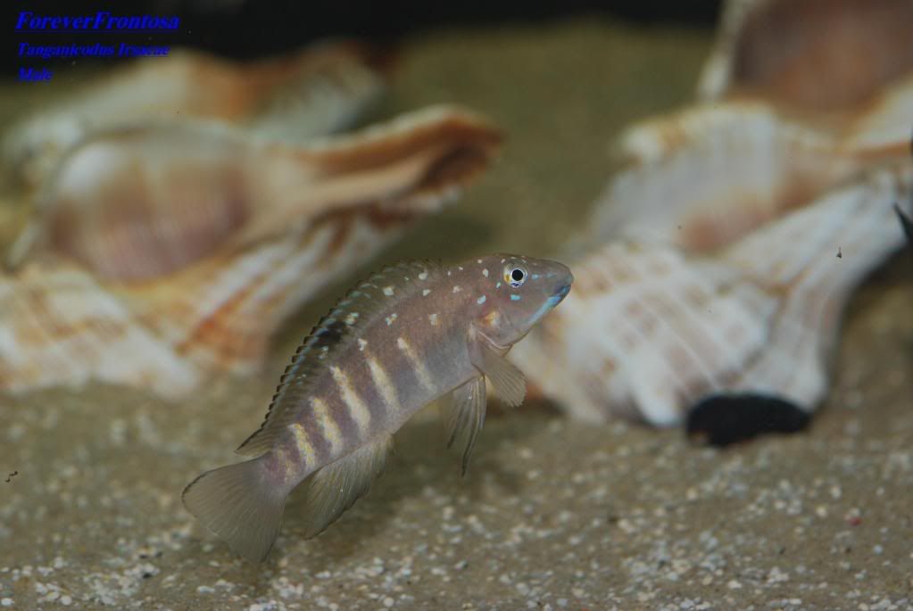 Tanganyikan Goby Cichlid