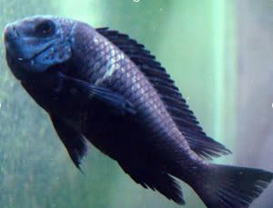 Broodingtropheus.jpg