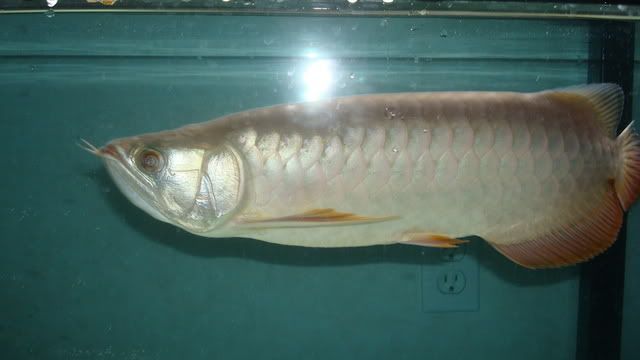 fish083.jpg