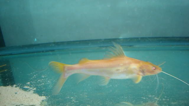 fish085.jpg